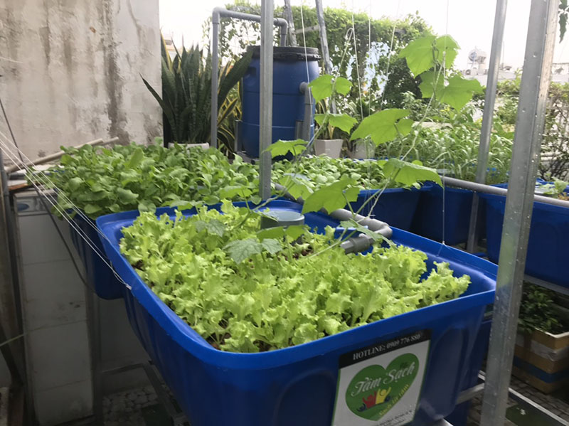 Trồng rau nuôi cá trên sân thượng nhỏ