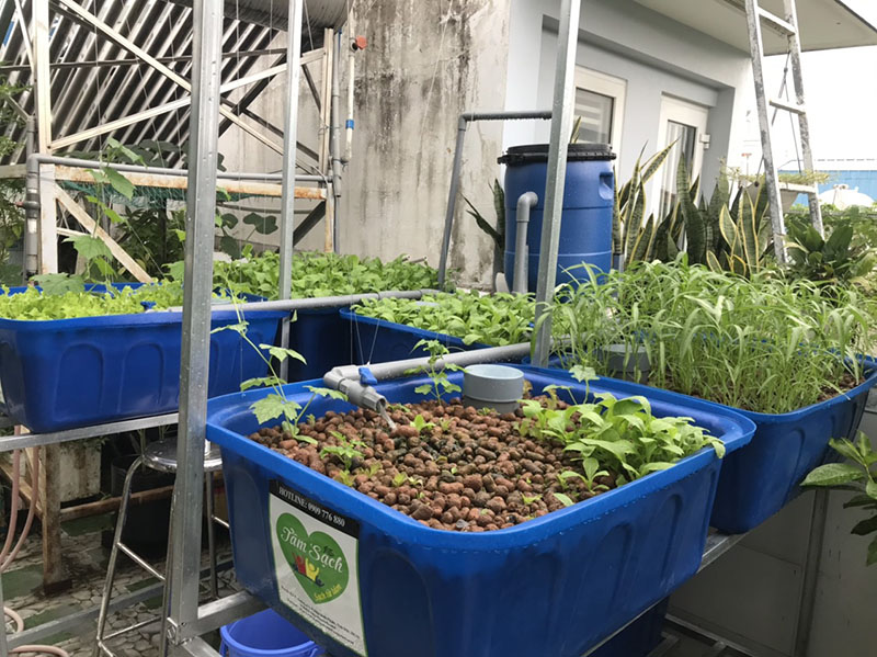 Trồng rau nuôi cá trên sân thượng nhỏ