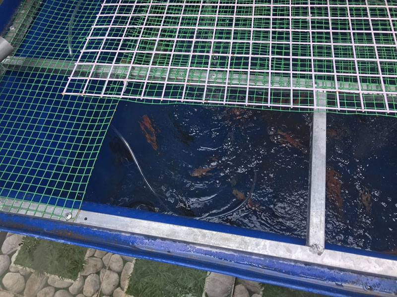 Trồng rau nuôi cá trên sân thượng nhỏ