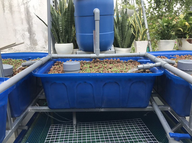 Trồng rau nuôi cá trên sân thượng nhỏ