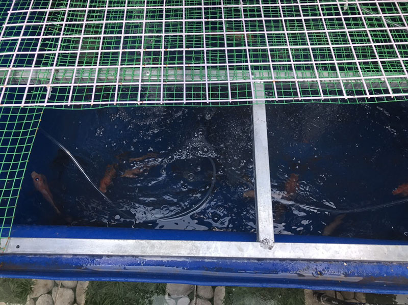 Trồng rau nuôi cá trên sân thượng nhỏ