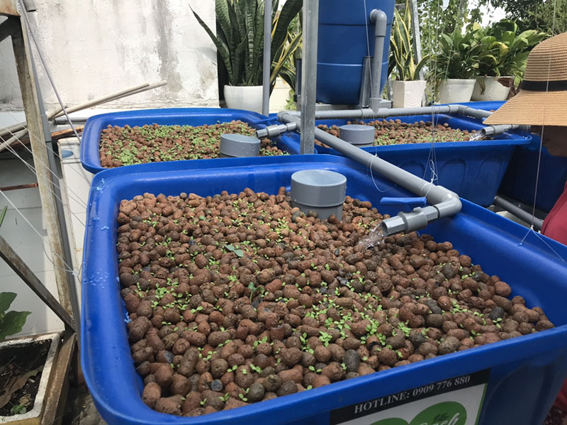 Trồng rau nuôi cá trên sân thượng nhỏ