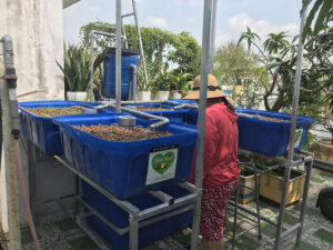 Trồng rau nuôi cá trên sân thượng nhỏ