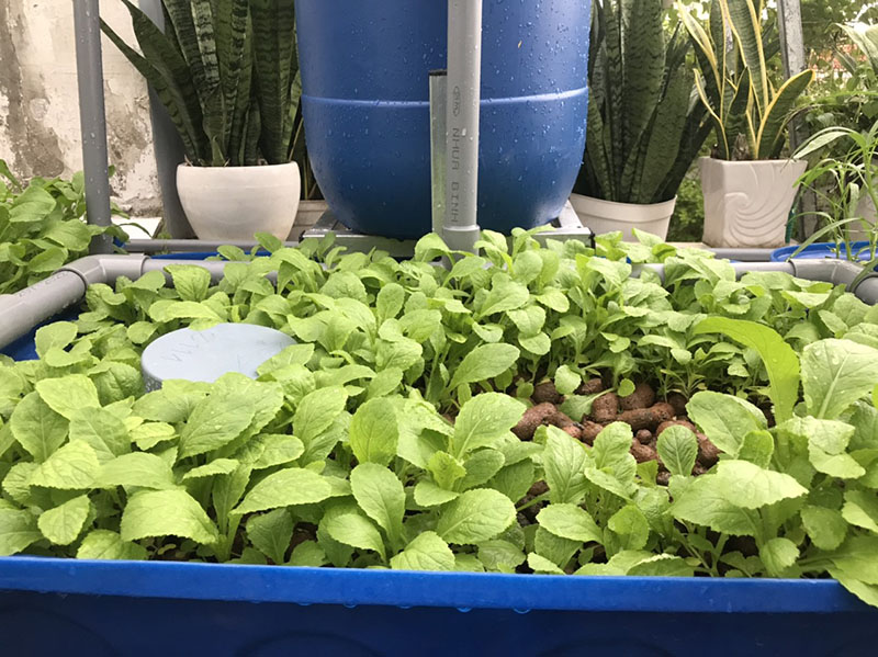 Trồng rau nuôi cá trên sân thượng nhỏ