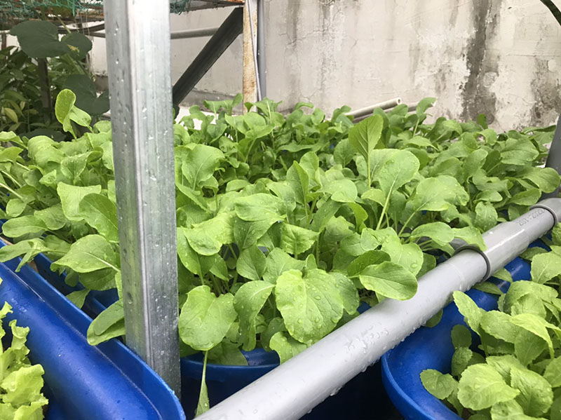 Trồng rau nuôi cá trên sân thượng nhỏ