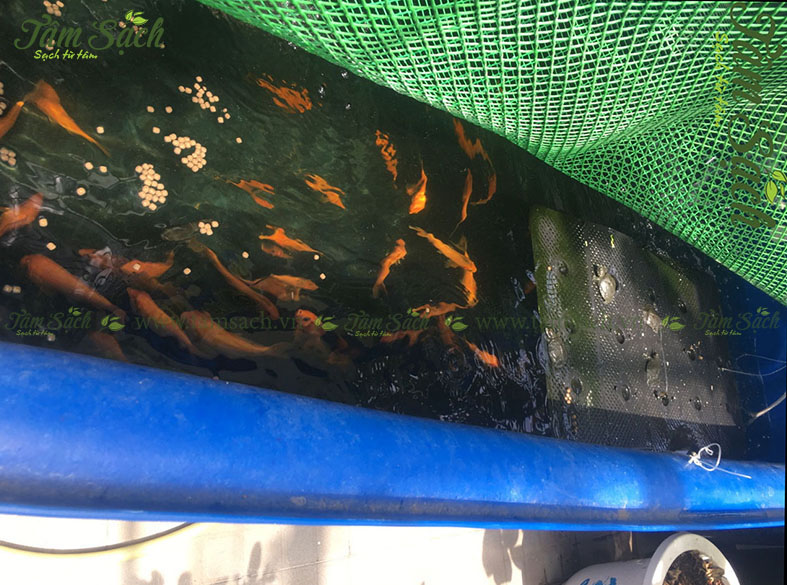 Chất lượng nước trong hệ thống Aquaponics