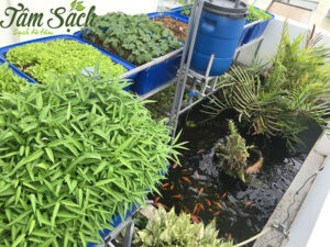 Chất lượng nước trong hệ thống Aquaponics