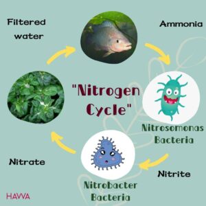 Vi khuẩn trong hệ thống Aquaponics