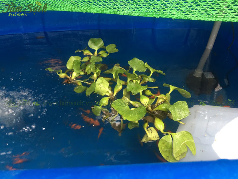 Vi khuẩn trong hệ thống Aquaponics