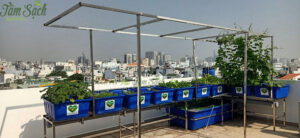 Vi khuẩn trong hệ thống Aquaponics