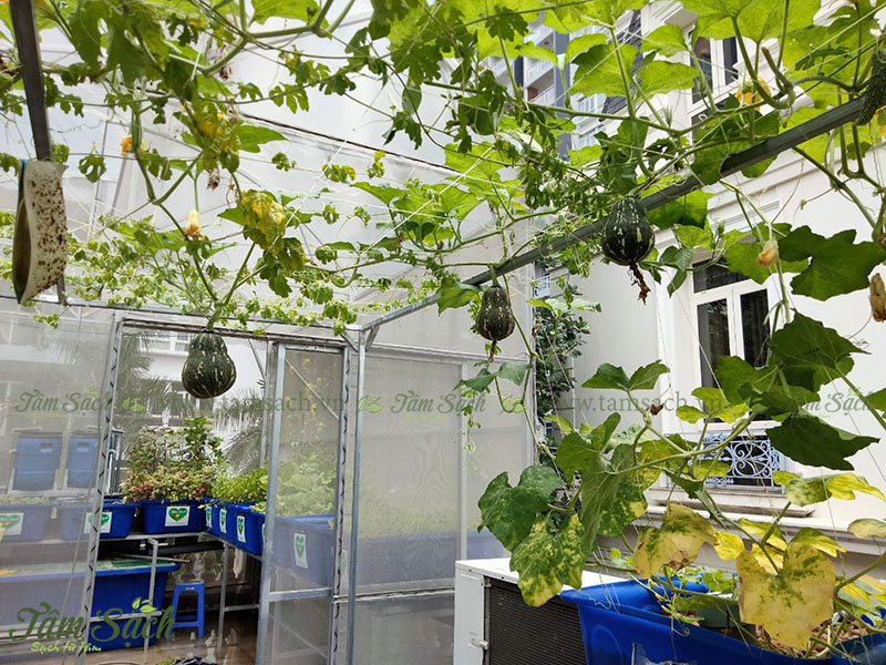 Vị trí đặt hệ thống Aquaponics
