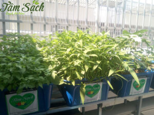 Vị trí đặt hệ thống Aquaponics