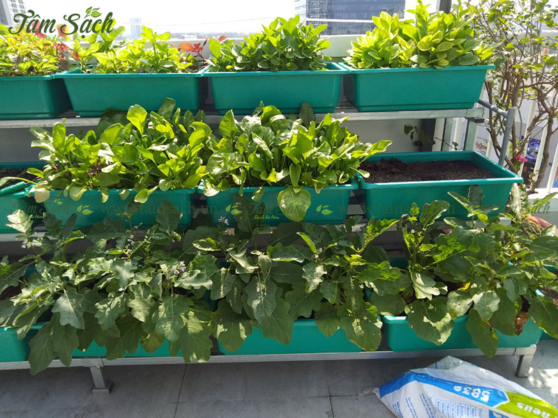 trồng rau trên sân thượng