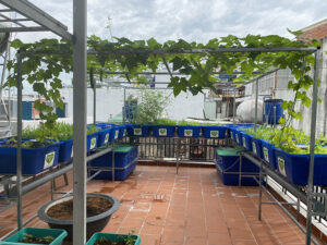 trồng rau trên sân thượng