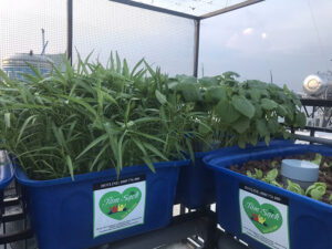 Lợi ích mô hình Aquaponics