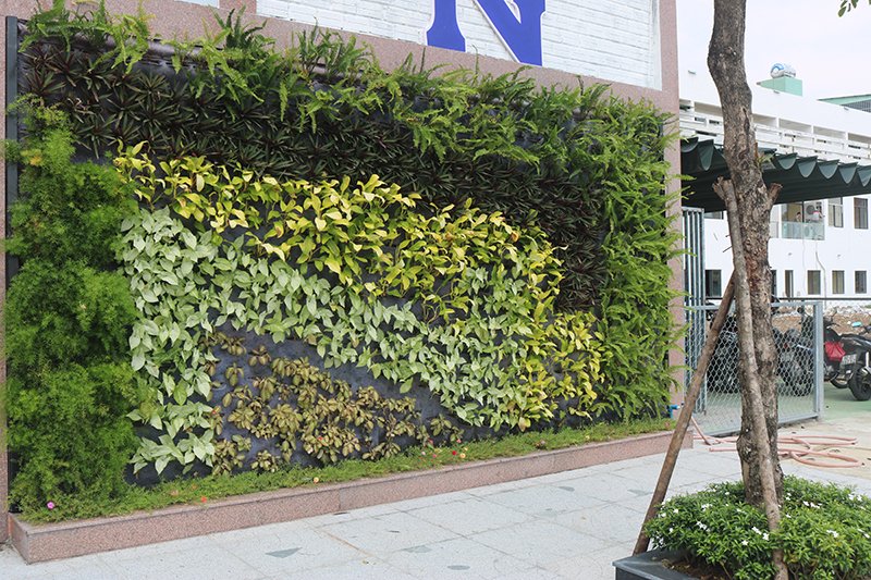 Cây dương xỉ cây xanh trồng trên tường