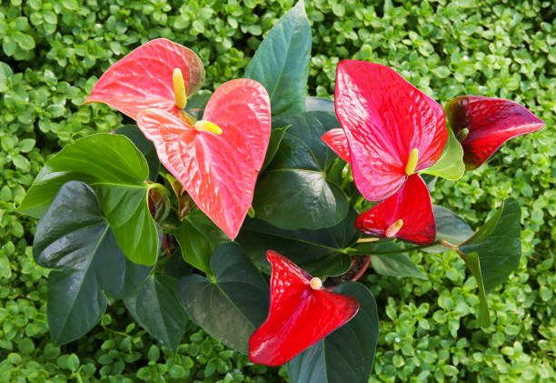 Cây hồng môn làm tường xanh