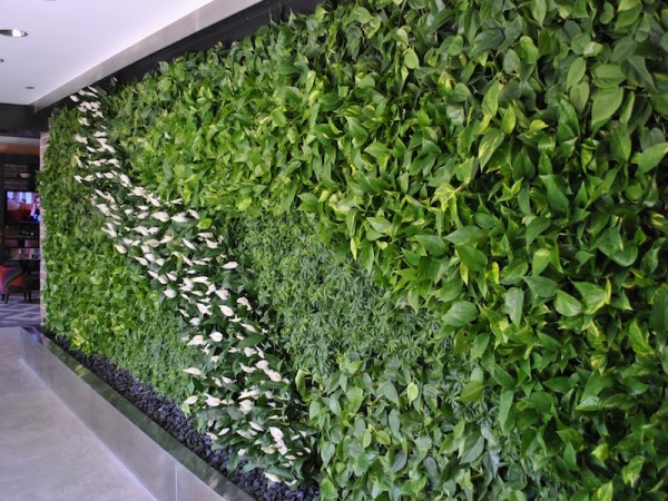 cây lan ý trồng trên tường