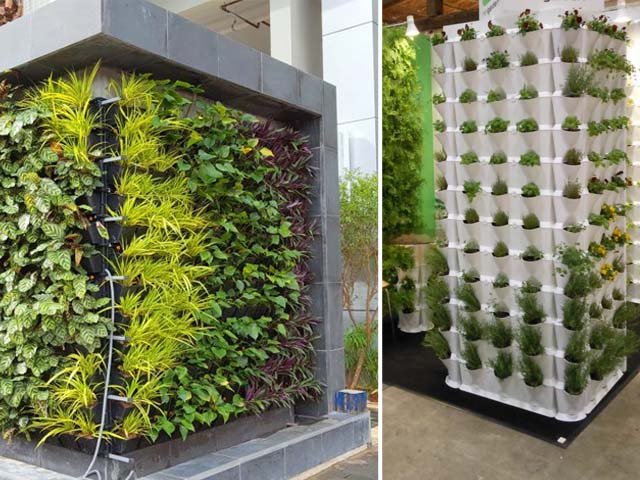 cây lẻ bạn trên tường xanh