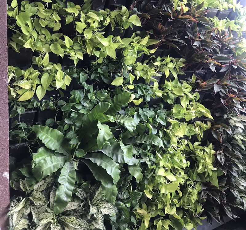 Cây ráng ổ phụng làm tường cây