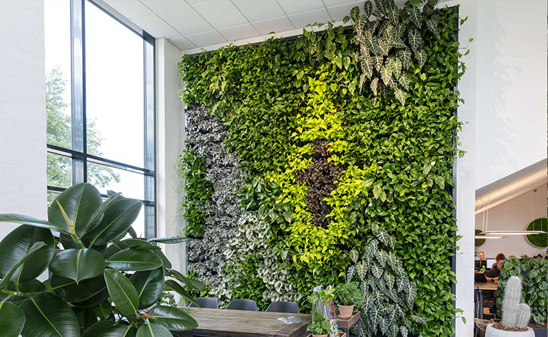 Cây trầu bà cây xanh trồng trên tường