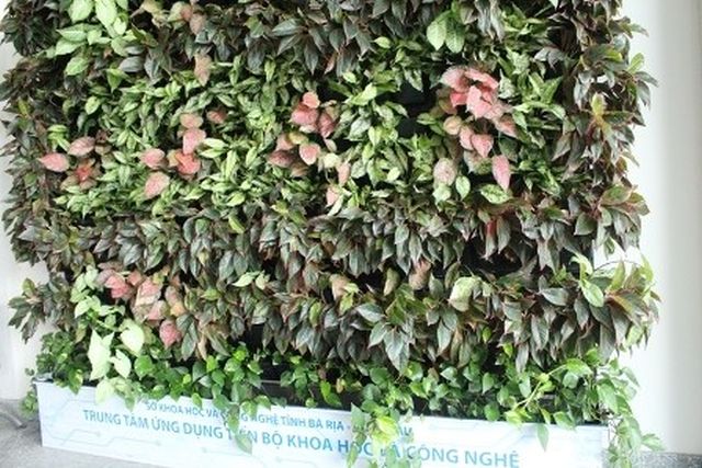 Cây vạn lộc làm tường cây