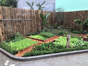 vườn rau 100m2 đẹp