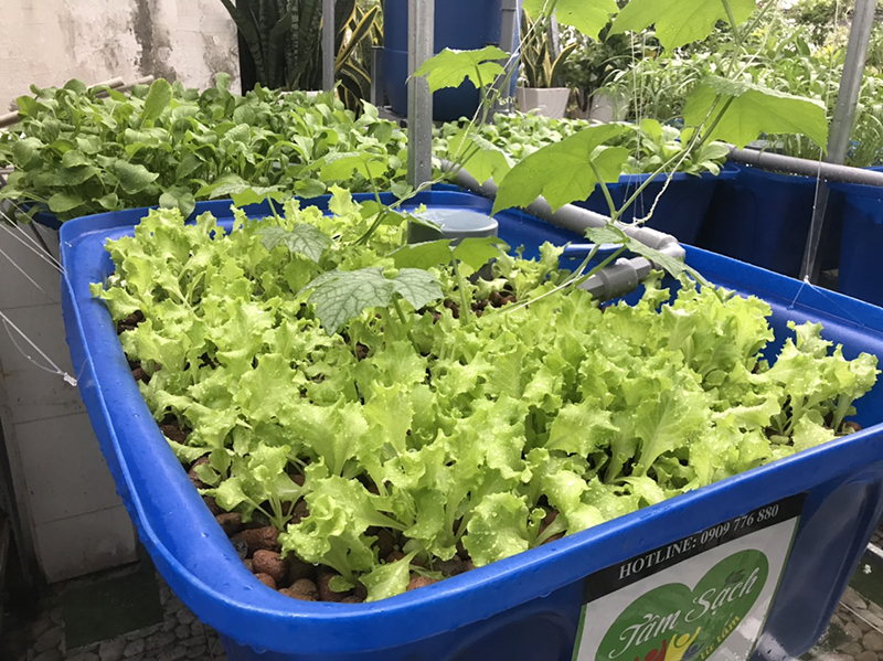 khay nhựa trồng rau Aquaponics