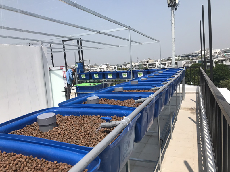 khay nhựa trồng rau Aquaponics