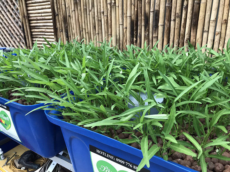 khay nhựa trồng rau Aquaponics
