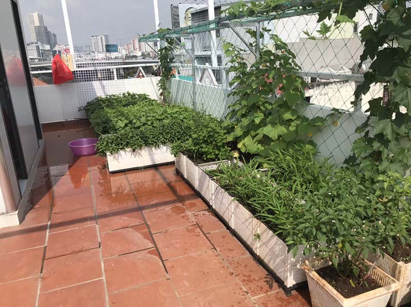 lắp đặt vườn rau hữu cơ