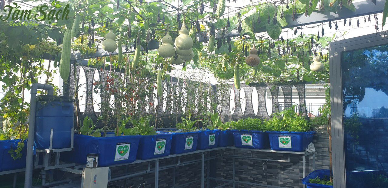 Mô hình hệ thống Aquaponics