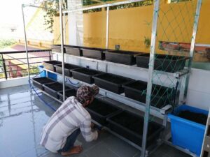 Cách trộn đất trồng rau sân thượng