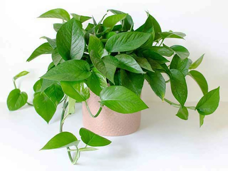 Cây trầu bà phong thủy