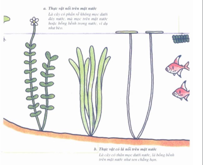 Hướng dẫn trồng cây thủy sinh văn phòng