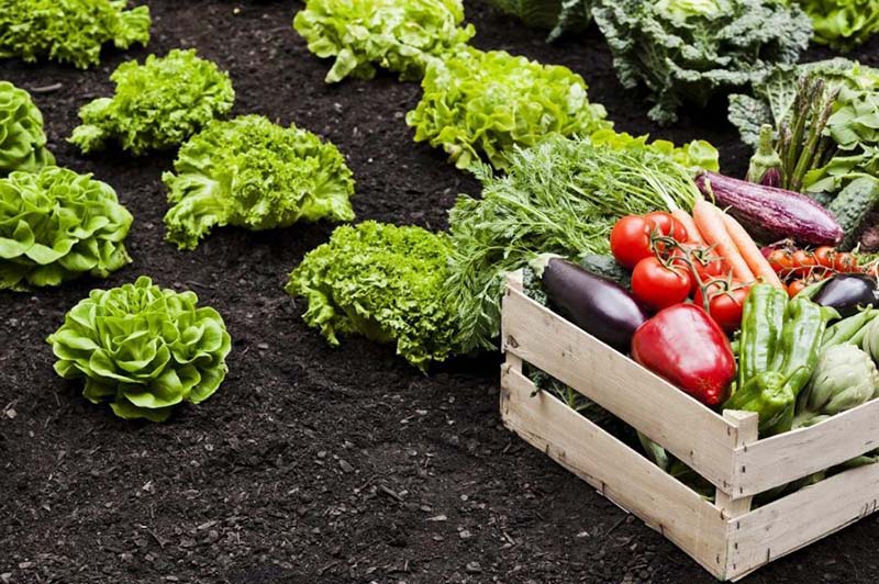 Hướng dẫn trồng rau sạch bằng phân bò khô