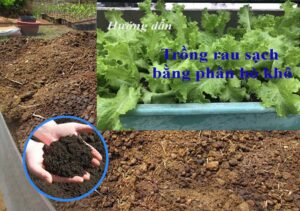 Hướng dẫn trồng rau sạch bằng phân bò khô