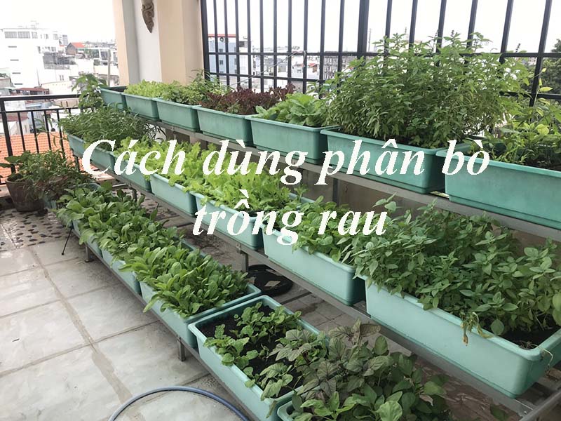 Hướng dẫn trồng rau sạch bằng phân bò khô