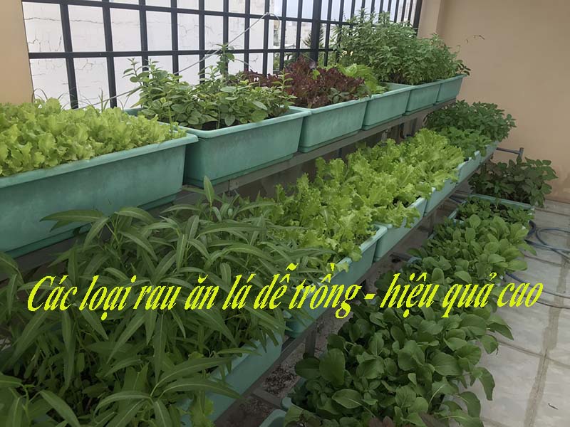 7 loại rau ăn lá ngắn ngày không thể thiếu trong vườn rau nhà bạn