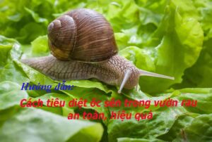 diệt ốc sên cho vườn rau