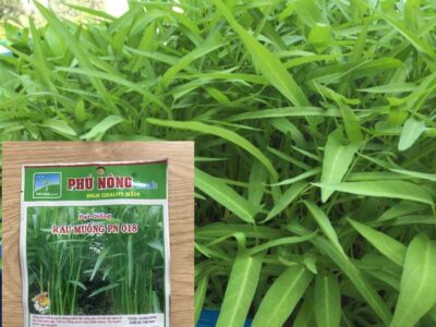 hạt giống rau muống phú nông