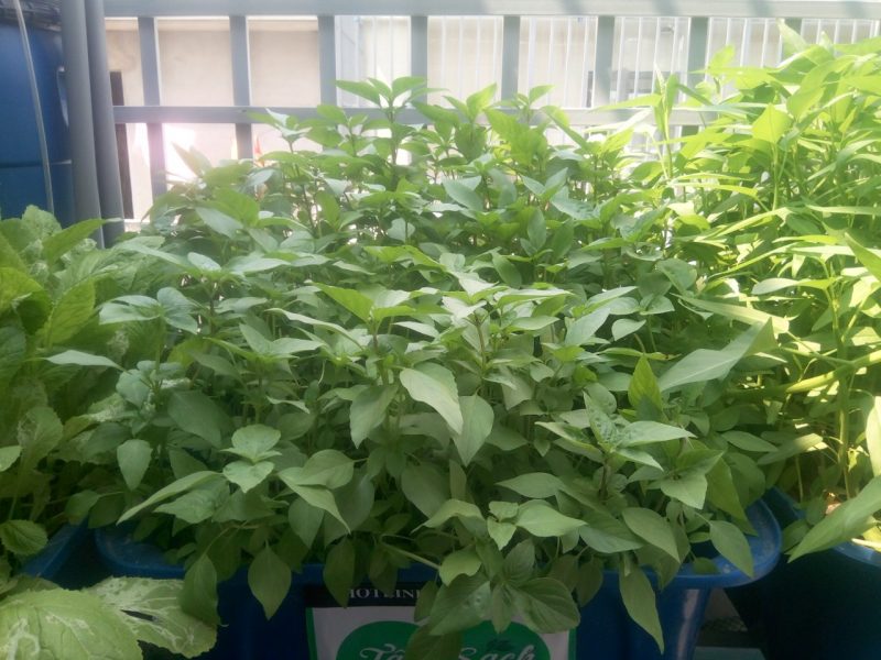 Rau thơm dễ trồng trong vườn nhà