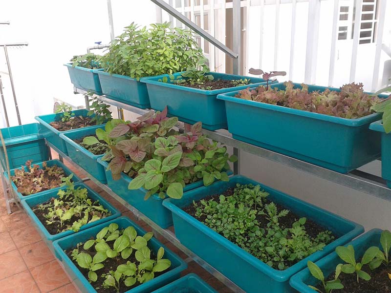 Hệ thống tưới rau thông minh