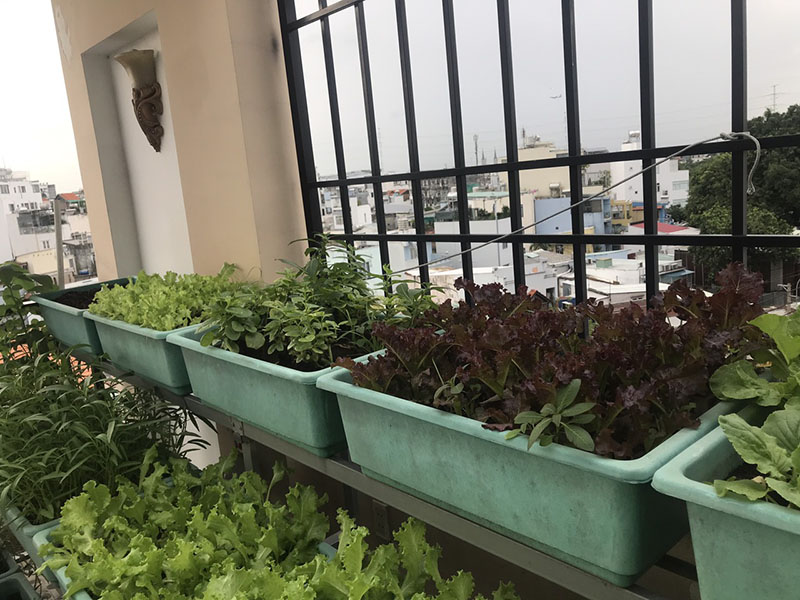 Hệ thống tưới rau thông minh