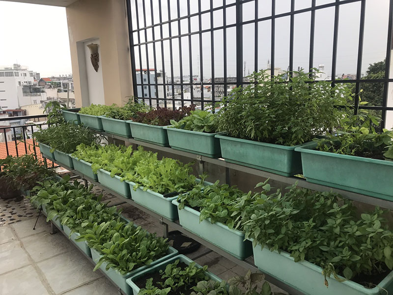 Hệ thống tưới rau thông minh