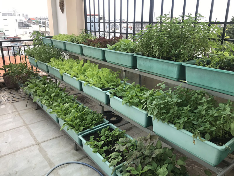 Hệ thống tưới rau thông minh