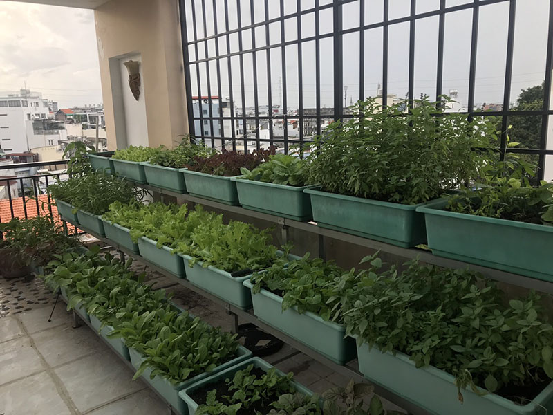 Hệ thống tưới rau thông minh