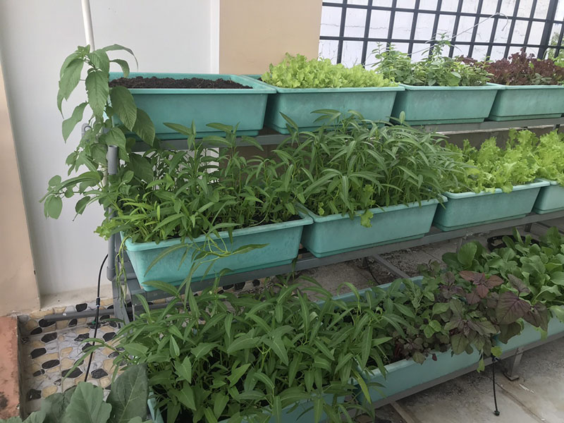 Hệ thống tưới rau thông minh