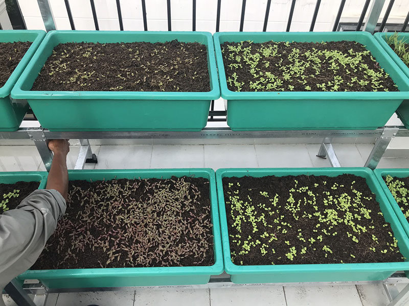 Hệ thống tưới rau thông minh