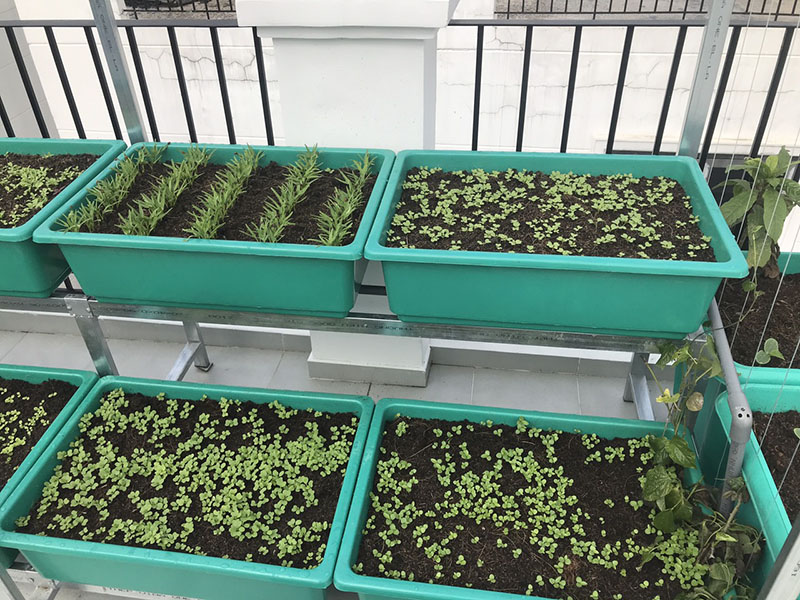 Hệ thống tưới rau thông minh